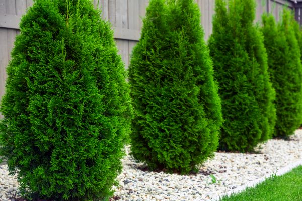 Arborvitae Planting in Pasco
