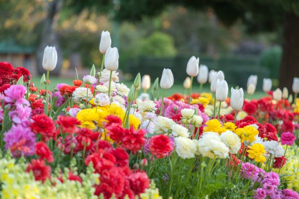 Gardening Service in Pasco
