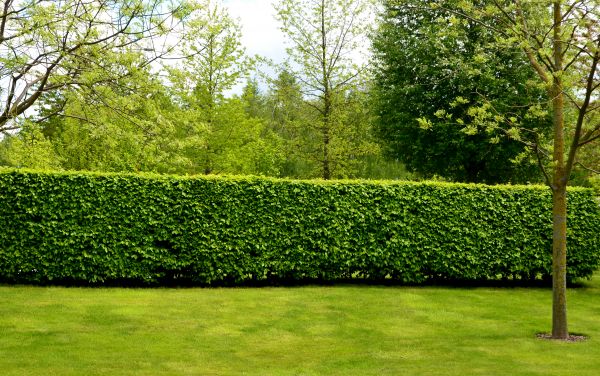 Hedge Planting in Pasco