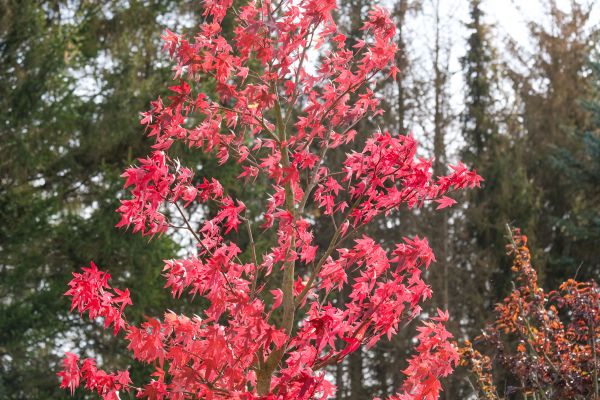Japanese Maple Planting in Pasco