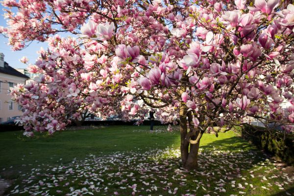 Magnolia Tree Planting in Pasco