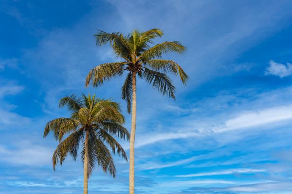 Palm Tree Planting in Pasco