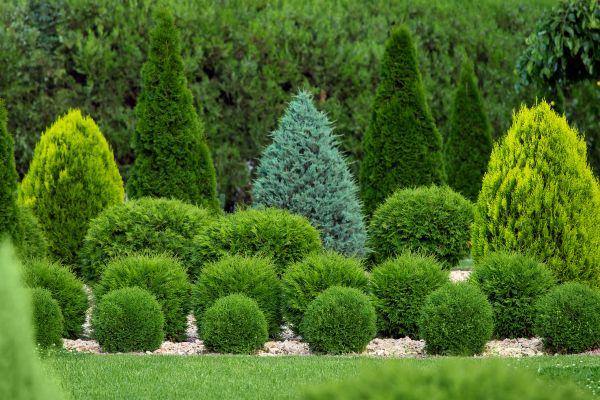 Shrub Installation in Pasco