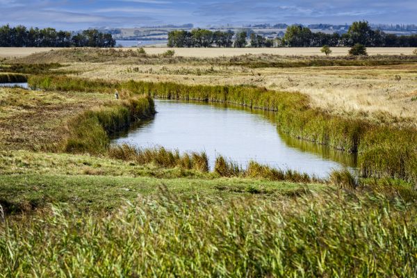 Swale Landscaping in Pasco