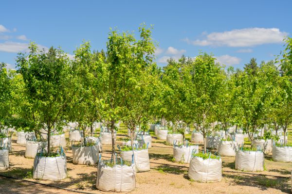 Tree Planting Service in Pasco