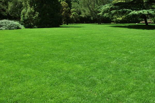 Lawn Landscaping in Pasco
