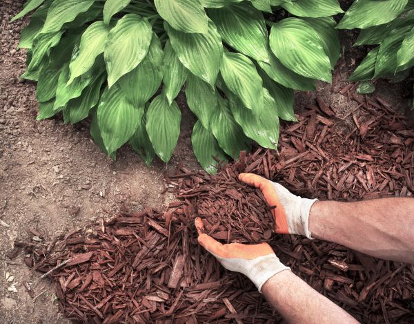 Shredded Mulch Service in Pasco