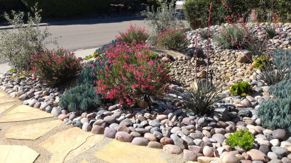 Xeriscape Landscaping in Pasco