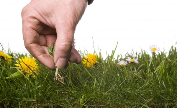 Lawn Weeding in Pasco