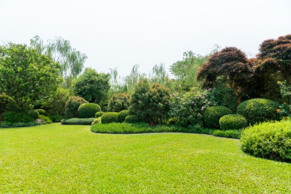 Tree Landscaping in Pasco