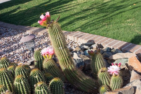 Desert Landscaping in Pasco