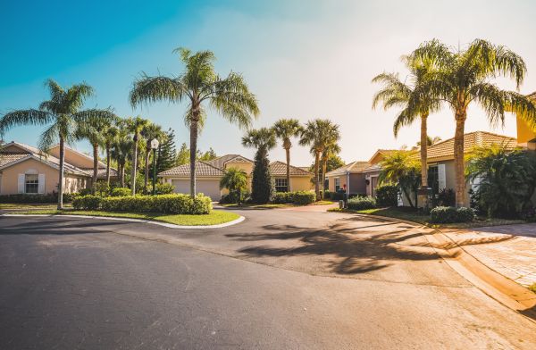 Palm Tree Landscaping in Pasco