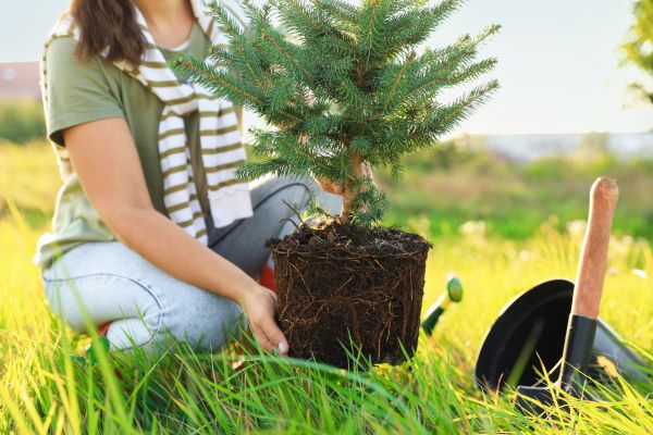 Spruce Tree Planting in Pasco