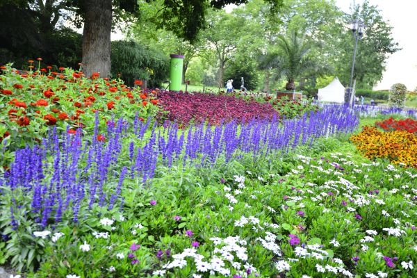 Perennials Planting in Pasco