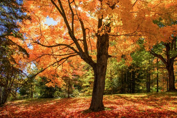 Maple Tree Planting in Pasco