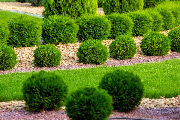 Bush Installation in Pasco