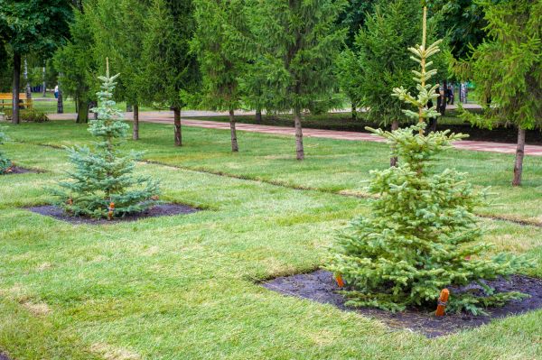 Privacy Trees Planting in Pasco