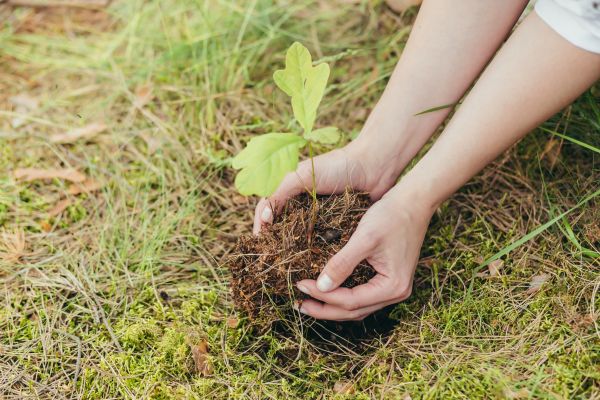 Oak Tree Planting in Pasco
