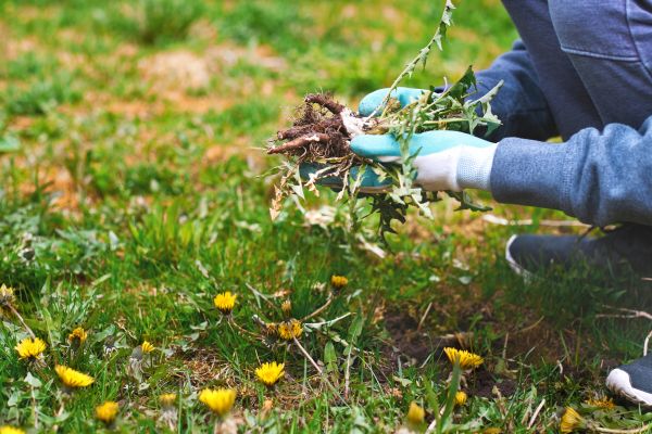 Flower Bed Clearing in Pasco