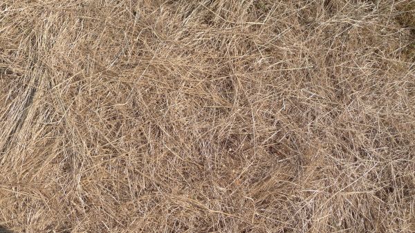 Pine Straw Replacement in Pasco