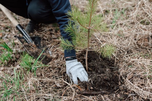 Pine Tree Planting in Pasco