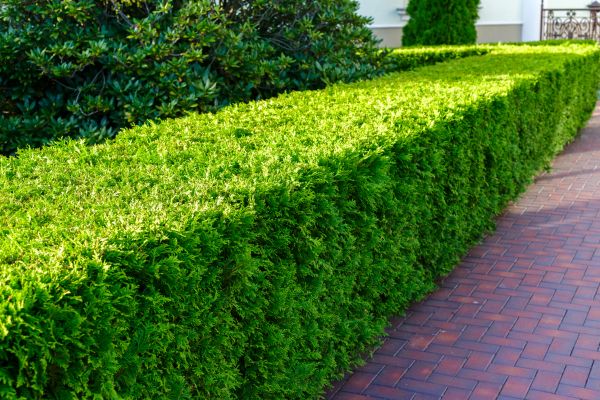Hedge Installation in Pasco