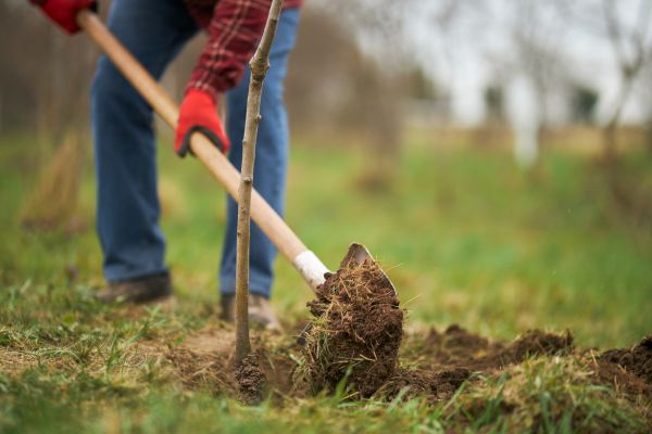 Trees Planting in Pasco