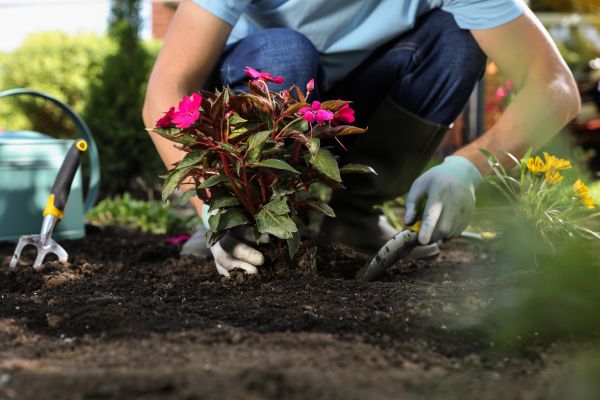Plant Replacement in Pasco