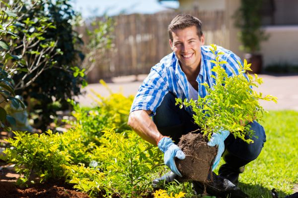 Shrub Landscaping in Pasco
