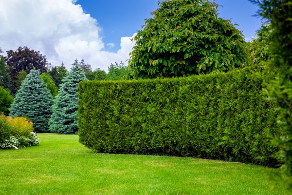Hedge Landscaping in Pasco