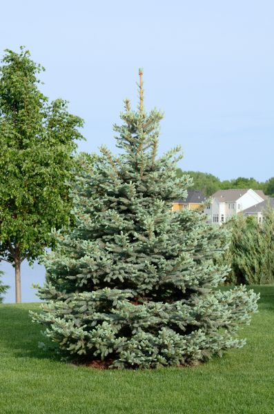 Spruce Tree Installation