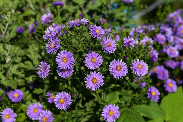 Perennial Flower Planting in Pasco