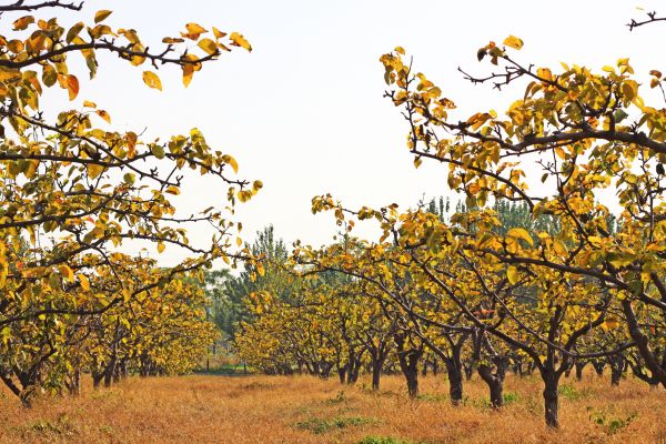 Pear Tree Planting in Pasco