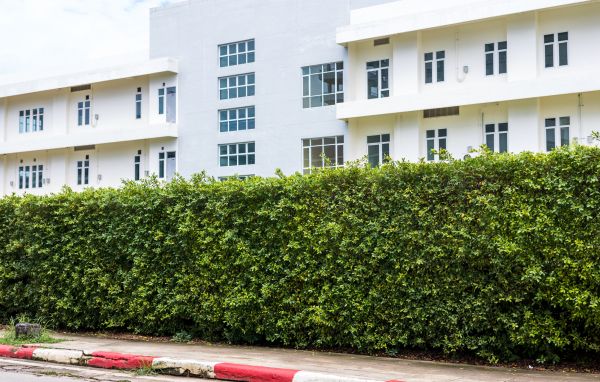 Privacy Landscaping in Pasco