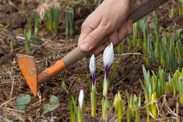 Flower Garden Weeding in Pasco