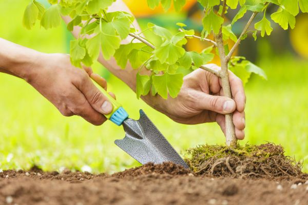Fruit Tree Planting in Pasco