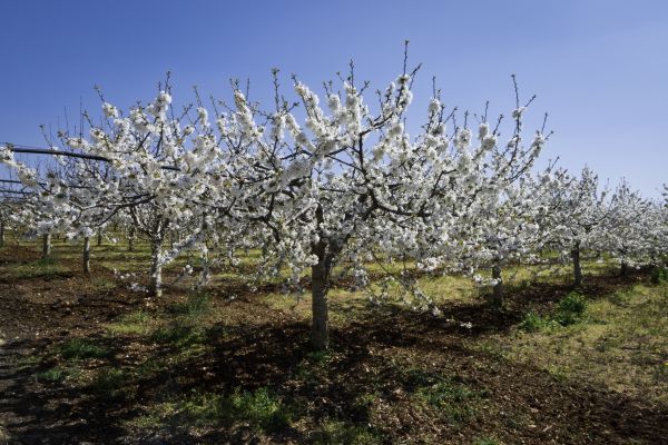 Orchard Planting in Pasco