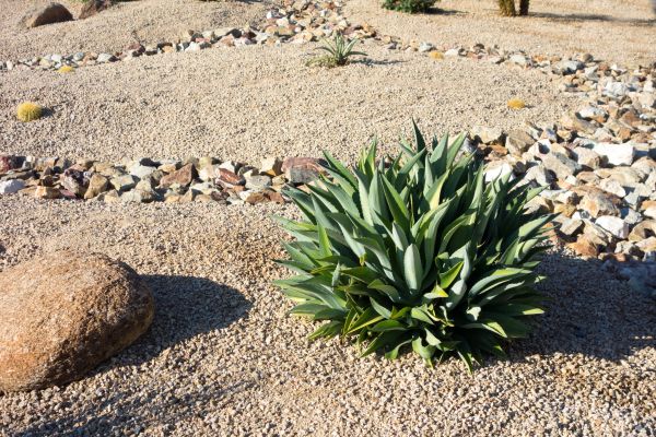 Xeriscaping Service in Pasco