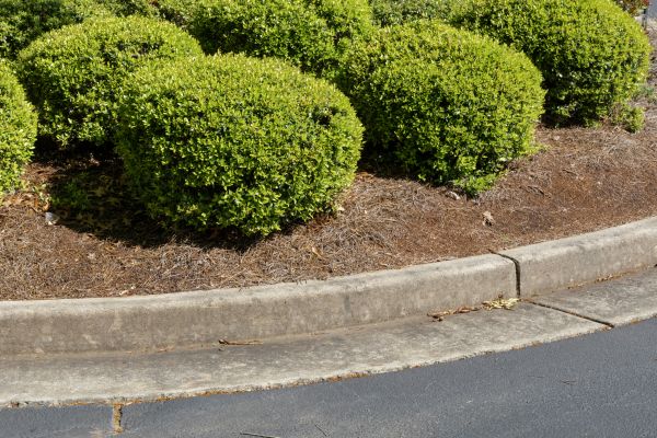 Pine Mulch Installation in Pasco