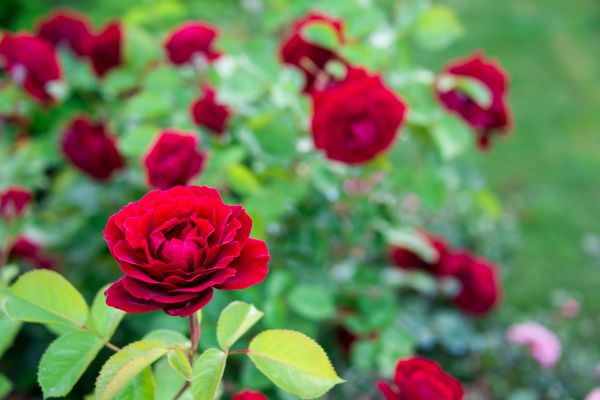 Rose Planting in Pasco