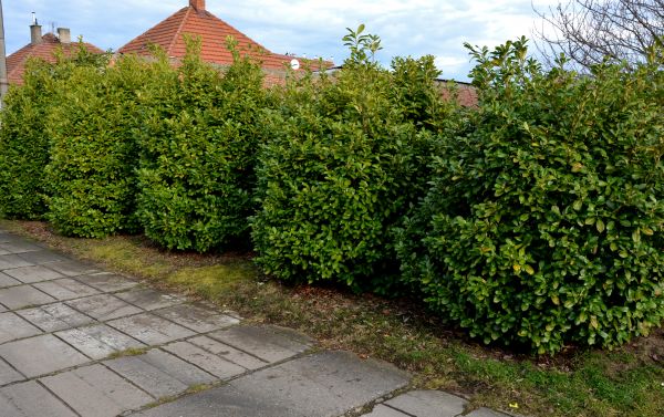 Privacy Shrub Installation in Pasco
