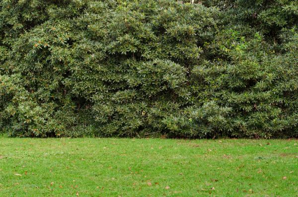 Privacy Hedge Planting in Pasco
