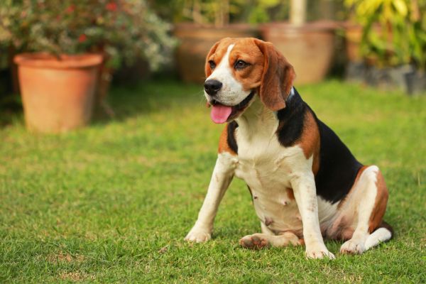 Dog Friendly Landscaping in Pasco