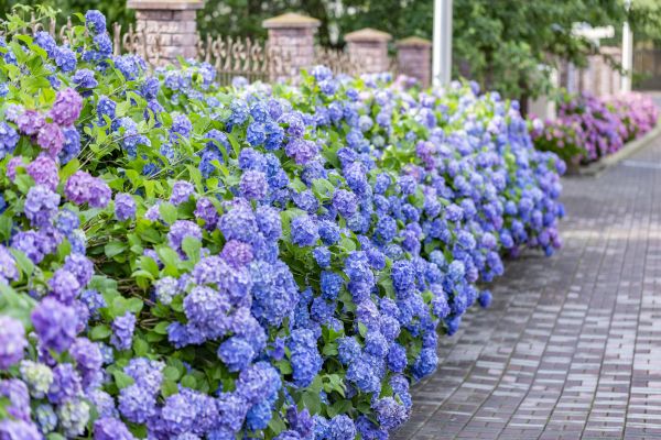 Hydrangea Landscaping in Pasco
