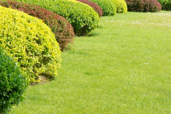 Shrubbery Planting in Pasco