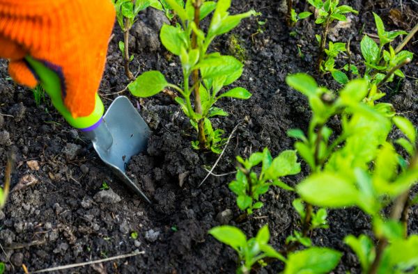 Hydrangea Planting in Pasco