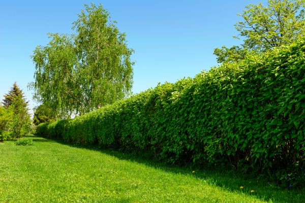 Hedge Replacement in Pasco
