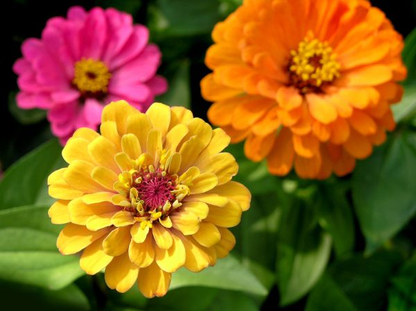 Zinnia Planting in Pasco