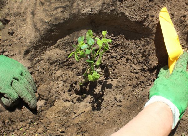 Rose Bush Planting in Pasco
