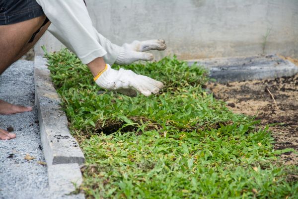 Ground Cover Planting in Pasco
